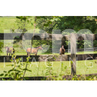 horses behind wooden fence