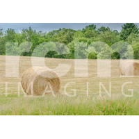 baled hay in field
